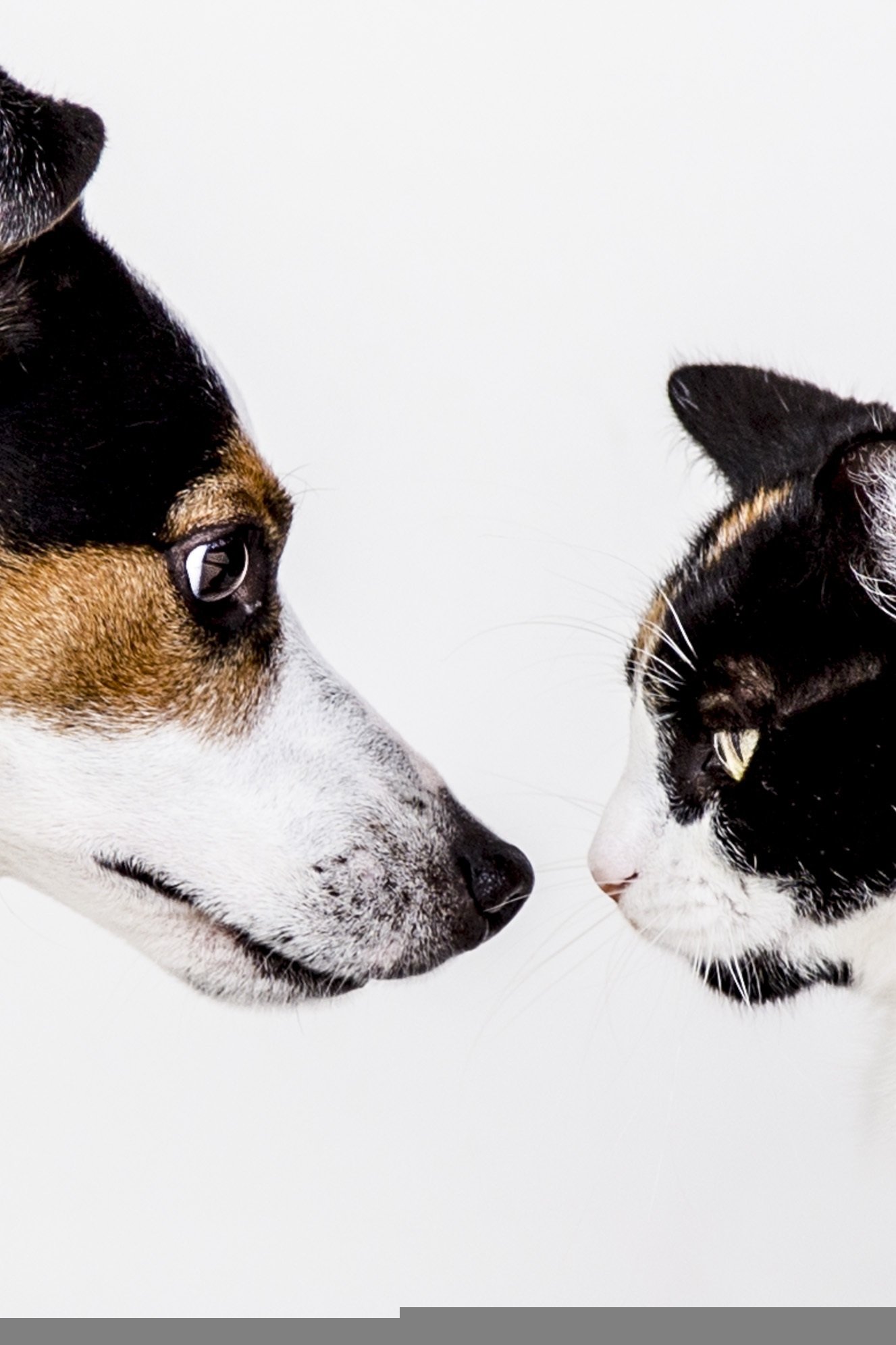 giselafotografie animals 1517642