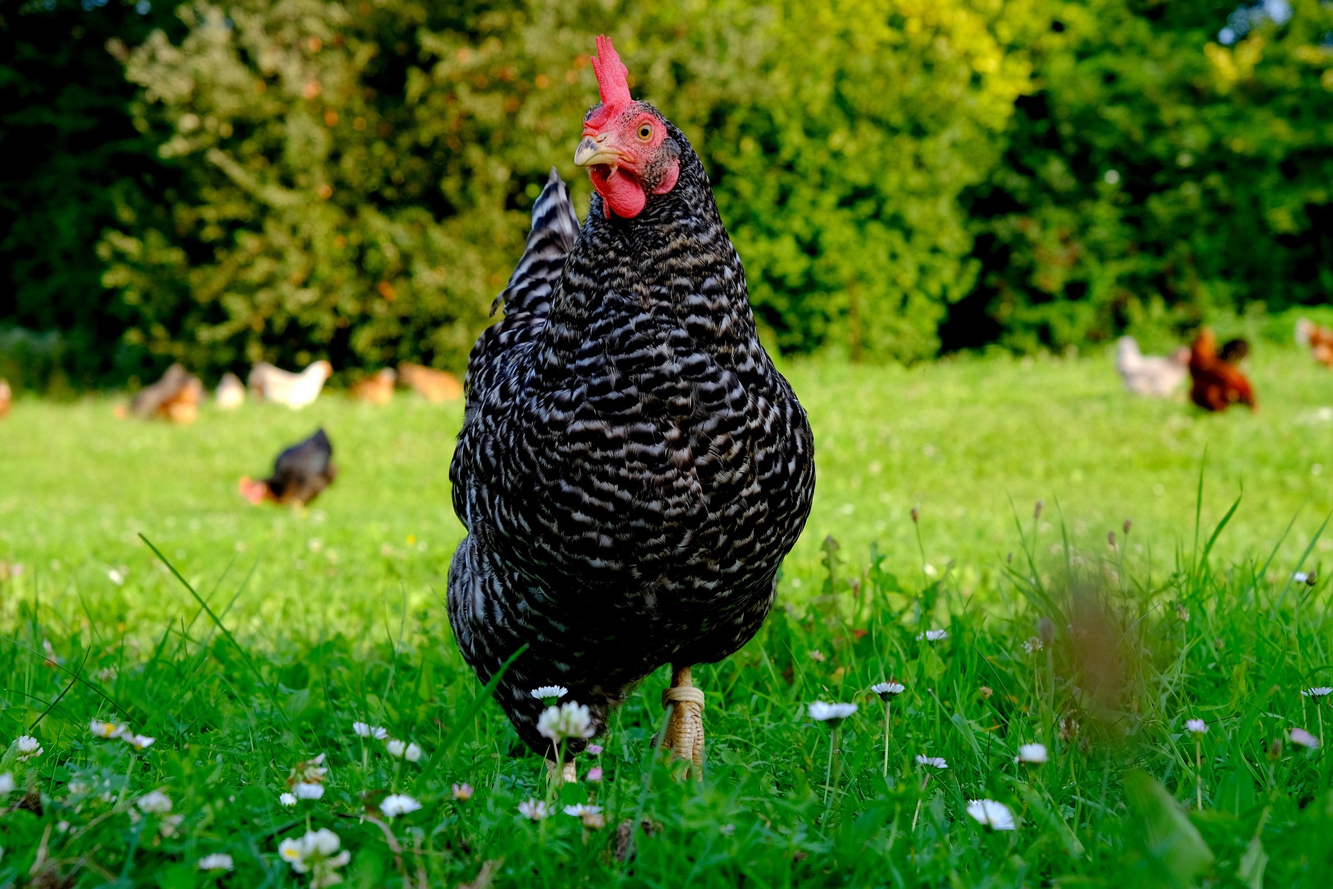 music4life chicken 2684039 1920